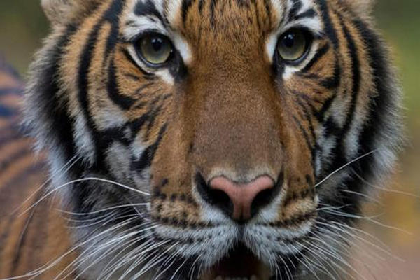 缩略图 | 纽约动物园老虎感染新冠病毒，系全球首例！