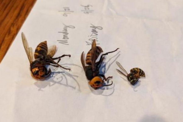缩略图 | 美国境内再次发现“杀人蜂”：体型巨大，可致人死亡