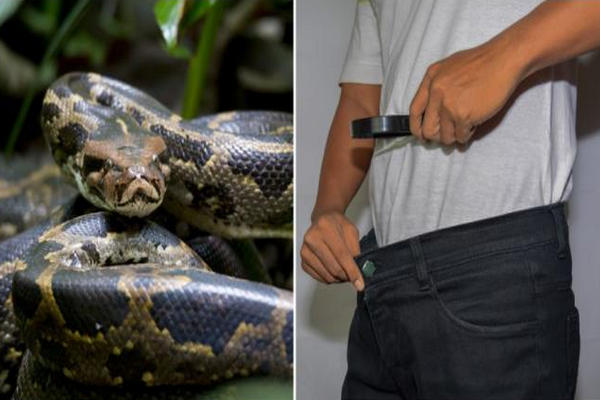 缩略图 | 加拿大男子“裤子藏蛇”走私被捕！拿出来傻了：世界最大蟒蛇！