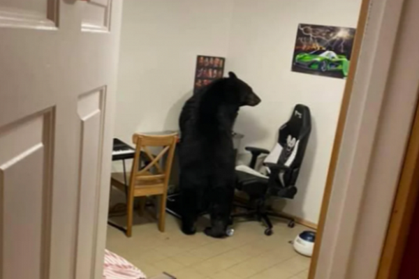 缩略图 | 惊喜 or 惊吓？加拿大男子开门发现黑熊来"做客"！