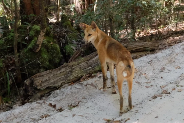缩略图 | 加拿大19岁少女死在澳洲海滩：尸体被10只野犬包围，现场骇人！