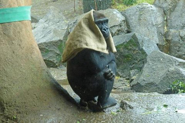 缩略图 | 日本40岁母猩猩成网红 一下雨就把麻袋披头上