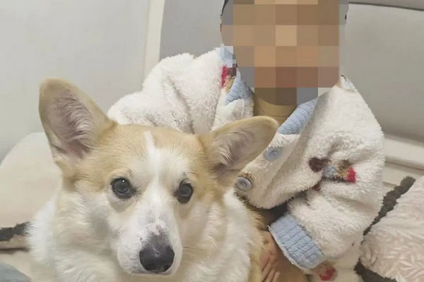 缩略图 | 父亲遛狗，2岁幼童从18楼坠亡！幼童母亲最新发声