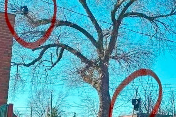 缩略图 | 加拿大华人惨遭邻居监视2年，偷拍视频7000小时！法院判了！