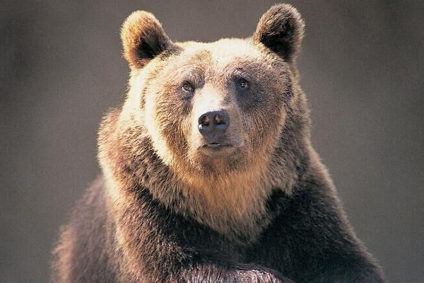 缩略图 | 意大利野熊袭击行人被判“死刑”，1.7万人请愿呼吁“刀下留熊”