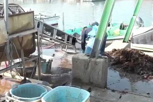 缩略图 | 日本广岛牡蛎大规模异常死亡：80%至90%在收获前死亡！