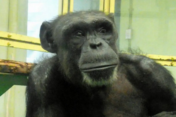 缩略图 | 49岁“天才黑猩猩”去世：它能认字识数，能找钥匙开锁