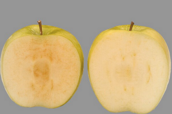 缩略图 | 切开28天不变色！一种新的转基因苹果获批在加拿大上架销售！