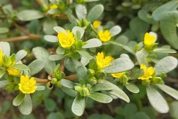 缩略图 | 【马齿苋种植指南】别再当杂草拔掉了！这个野菜营养堪比菠菜，还能在加拿大疯长！