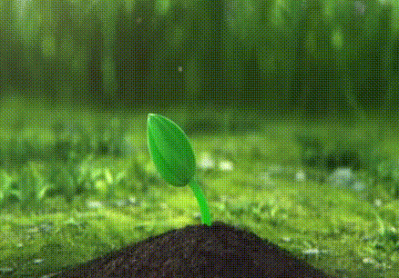 缩略图 | 在加拿大种菜，该育苗还是直接播种？一次回答新手最大的疑问