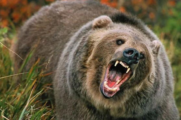缩略图 | 加拿大热门旅游地突发命案：野熊袭击游客，2人死亡，公园封锁！